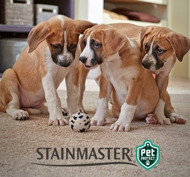 Three young puppies with their favorite chew toy on Stainmaster® PetProtect® carpet