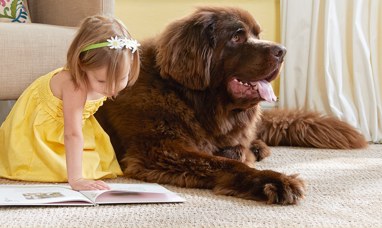 Stainmaster Girl and Dog on Carpet