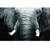 Large Black and White Elephant Tempered Glass Canvas Artwork