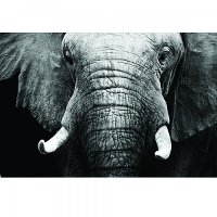 Large Black and White Elephant Tempered Glass Canvas Artwork