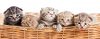 1171347 LightHeaded Bed 5 Kittens in a Basket Image
