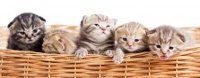 1171347 LightHeaded Bed 5 Kittens in a Basket Image