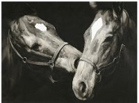 Two Happy Horses Canvas Wall Decor