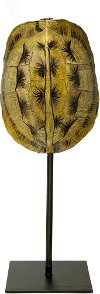 Medium Brown Turtle Shell On Stand
