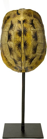 Medium Brown Turtle Shell On Stand