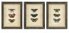 Assorted Butterfly Framed Wall Art