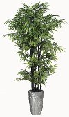 Clearance 7 Foot Bamboo Arrangement in Black Fiber Pot