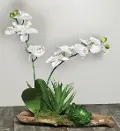 Orchids with Succulents on Rustic Branches Arrangement
