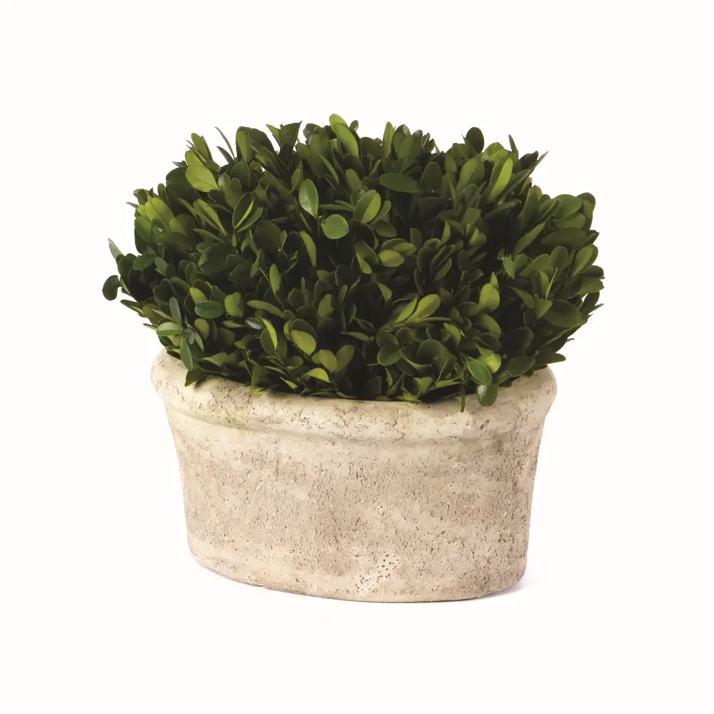 14 Inch Oval Preserved Boxwood Topiary Arrangement-1
