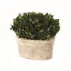 Clearance 9 Inch Oval Preserved Boxwood Topiary Arrangement