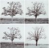 Assorted 'Printed Tree' Glass Wall Art