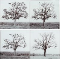 Assorted 'Printed Tree' Glass Wall Art