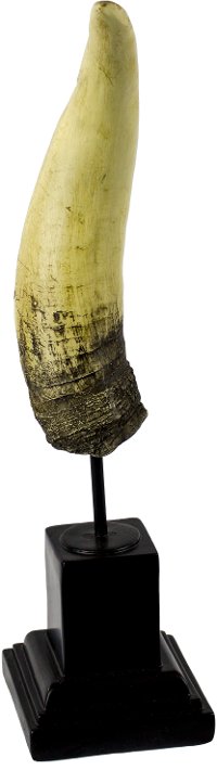 Beige Resin Horn Decor