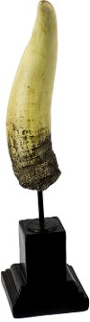 Clearance Beige Resin Horn Decor