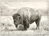Buffalo Canvas in a Cream Floating Frame