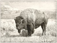 Buffalo Canvas in a Cream Floating Frame