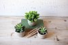 Assorted Artificial Succulent Arrangement in a Round Pot