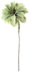 Succulent Stem for an Arrangement