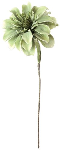Succulent Stem for an Arrangement