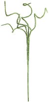 Green Curly Botanical Stem for Arrangement