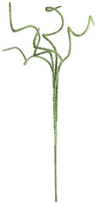 Green Curly Botanical Stem for Arrangement