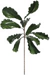 Clearance Green Fig Leaf Stem for Arrangement