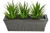 Triple Aloe Plants in a Zinc Ledge Planter Arrangement