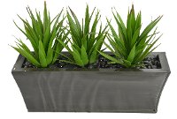 Triple Aloe Plants in a Zinc Ledge Planter Arrangement