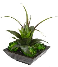 Succulent Garden in a Zinc Planter Arrangement