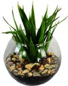 Mini Yucca With Pebbles In Glass Bowl Arrangement