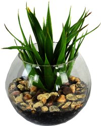 Mini Yucca With Pebbles In Glass Bowl Arrangement