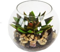 Star Etchie Arrangement with Pebbles in Glass Bubble Bowl