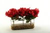 154147 Burgundy Peonies Arrangement In a Rectangular Glass Vase