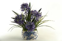 159053 Blue Agapanthus Arrangement In Oval Blue and White Bowl