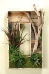 Rectangle Shadow Box Arrangement With Mixed Succulents