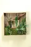Clearance Square Wooden Shadow Box Arrangement with Mixed Succulents