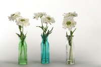 164008-S/3-IND Assorted White Scabiosa Arrangement in Colored Glass Vases