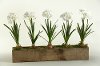 Clearance White Bulbs Arrangement in a Wooden Rectangular Planter