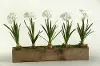 Clearance White Bulbs Arrangement in a Wooden Rectangular Planter