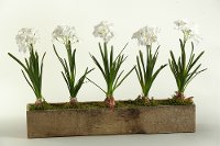 White Bulbs Arrangement in a Wooden Rectangular Planter