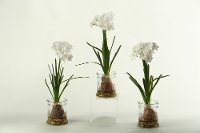 167024-S/3-IND Assorted White Bulb Arrangement In a Glass Jar