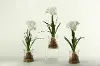 Clearance Assorted White Bulb Arrangement In a Glass Jar