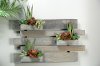 Clearance Agave Plants and Echeveria in Hanging Wooden Wall