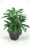Clearance 3 Foot Bird Nest Palm Arrangement in a Square Metal Planter