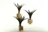 Assorted Burgundy and Green Lily Grass Arrangement