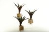 Clearance Assorted Burgundy and Green Lily Grass Arrangement