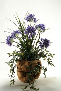 149097 Blue Agapanthus Arrangement In Oval Wooden Planter