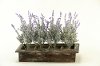 171001 Lavender Arrangement in Wooden Rectangular Planter