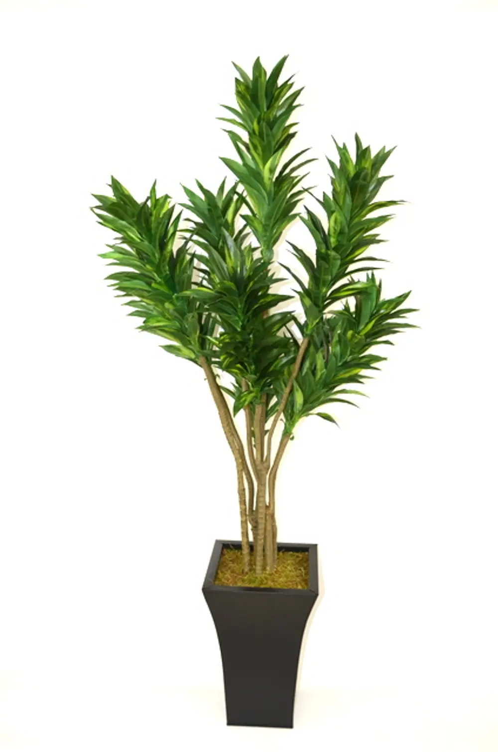 56 Inch Green Dracaena Potted Tree Arrangement-1