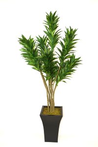 56 Inch Green Dracaena Potted Tree Arrangement